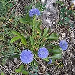 Oak Tree - Toelgy Lak Es Szauna * 필리센트케레스트